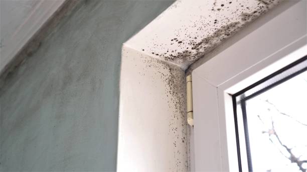 Best Same-Day Mold Removal  in Pottstown, PA