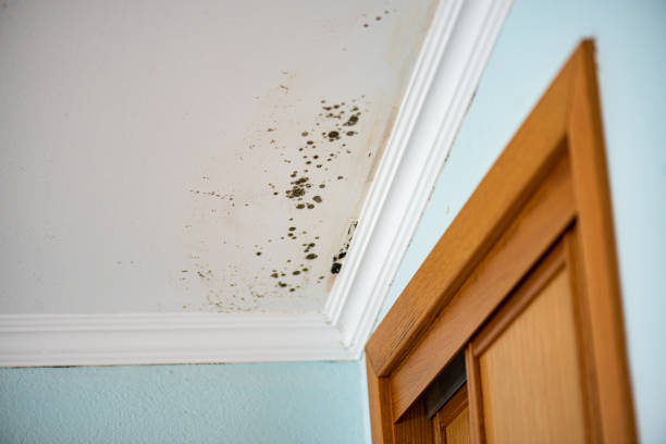 Best Mold Cleaning Services  in Pottstown, PA