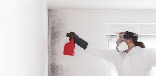 Trusted Pottstown, PA Mold Removal Experts