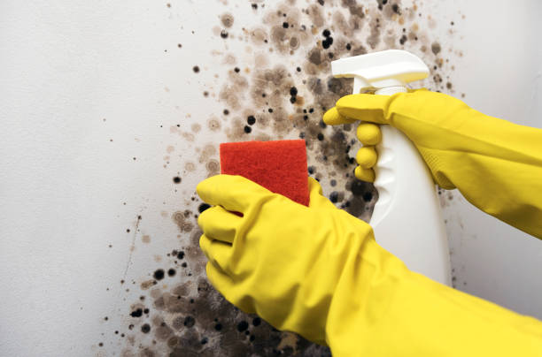 Best Attic Mold Removal  in Pottstown, PA