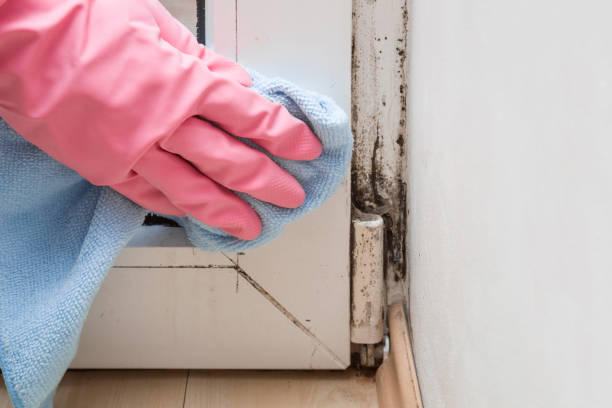Best Home Mold Removal  in Pottstown, PA
